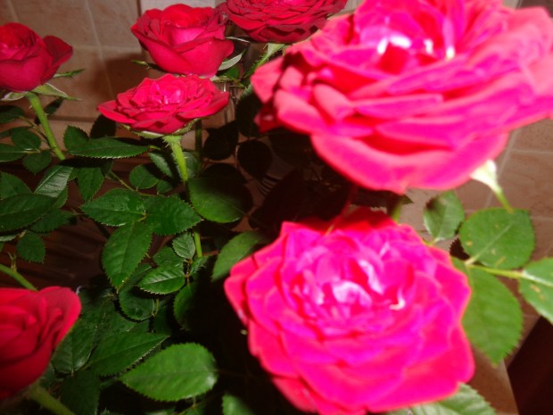 Red Roses - © Rina Brundu