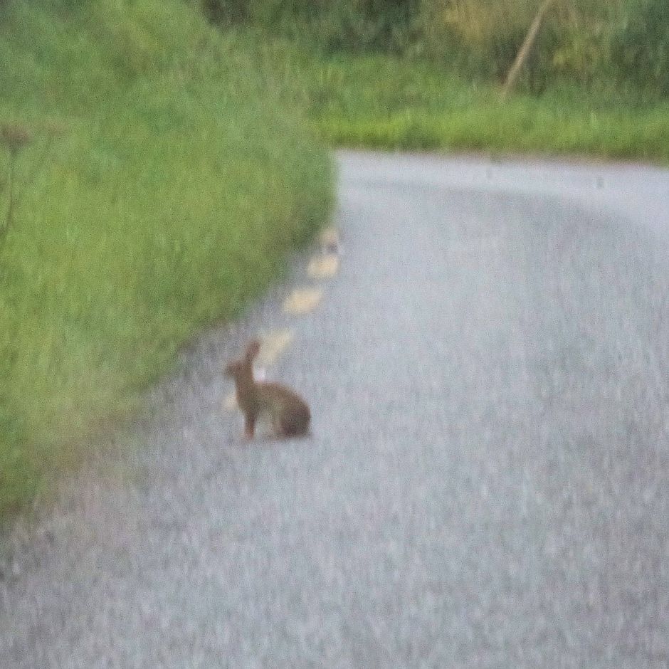 hare on the road cut 17072016