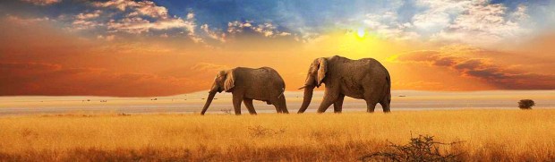 elephants-in-the-distance-sunset-landscape-website-header