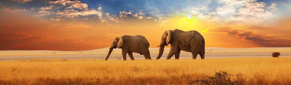 elephants-in-the-distance-sunset-landscape-website-header
