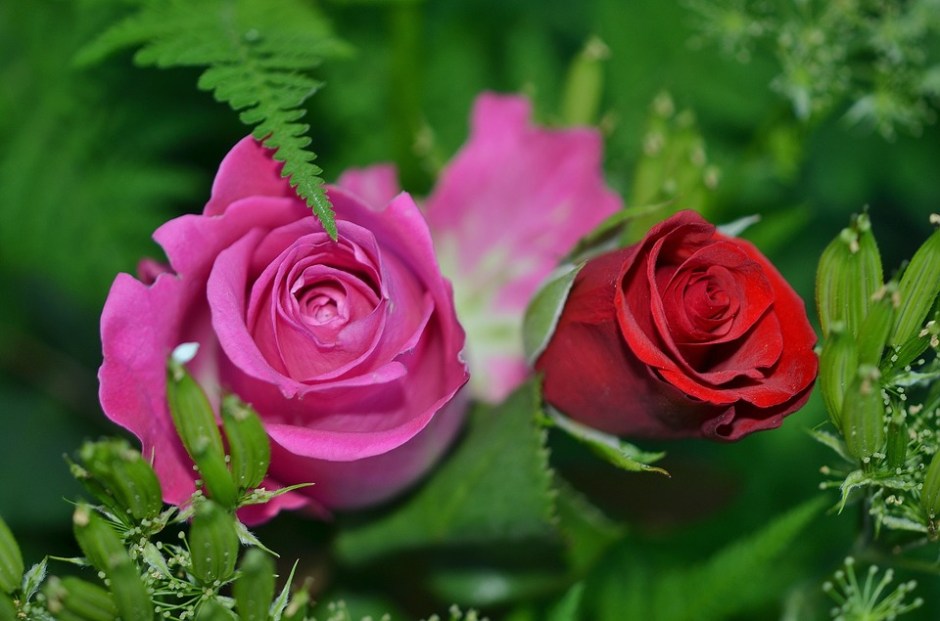 roses-208980_960_720