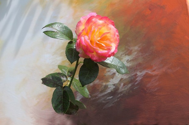 rose-2761998_960_720