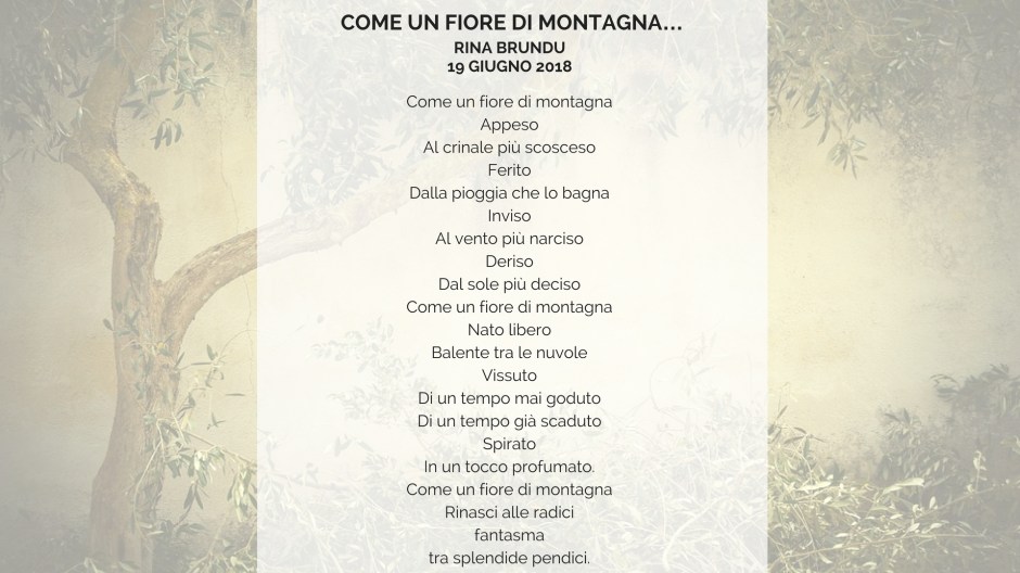 fiore di montagna (1)