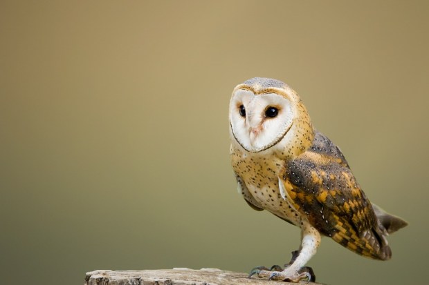 barn-owl-2988291_960_720.jpg