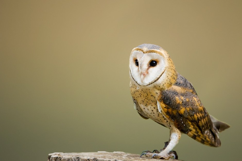 barn-owl-2988291_960_720.jpg