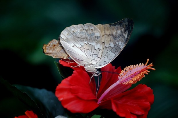 butterfly-23000_960_720.jpg