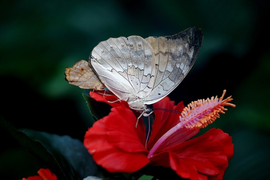 butterfly-23000_960_720.jpg