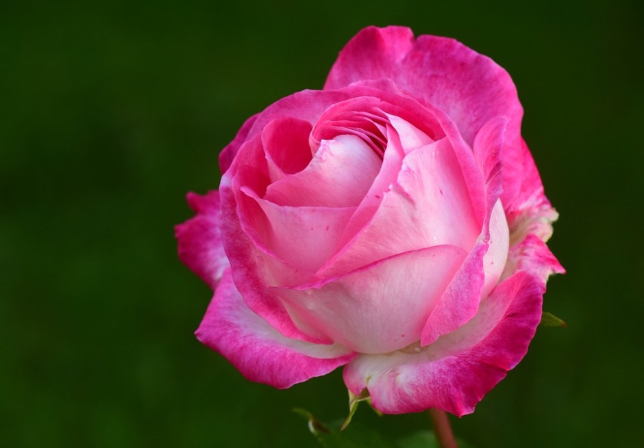rose-